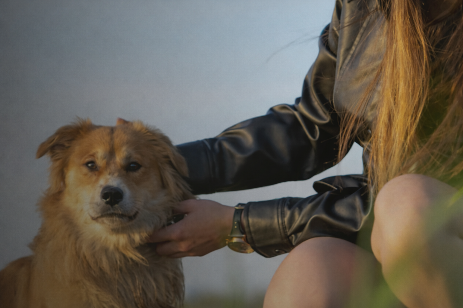 Nordic Education Centre for Dog Trainers