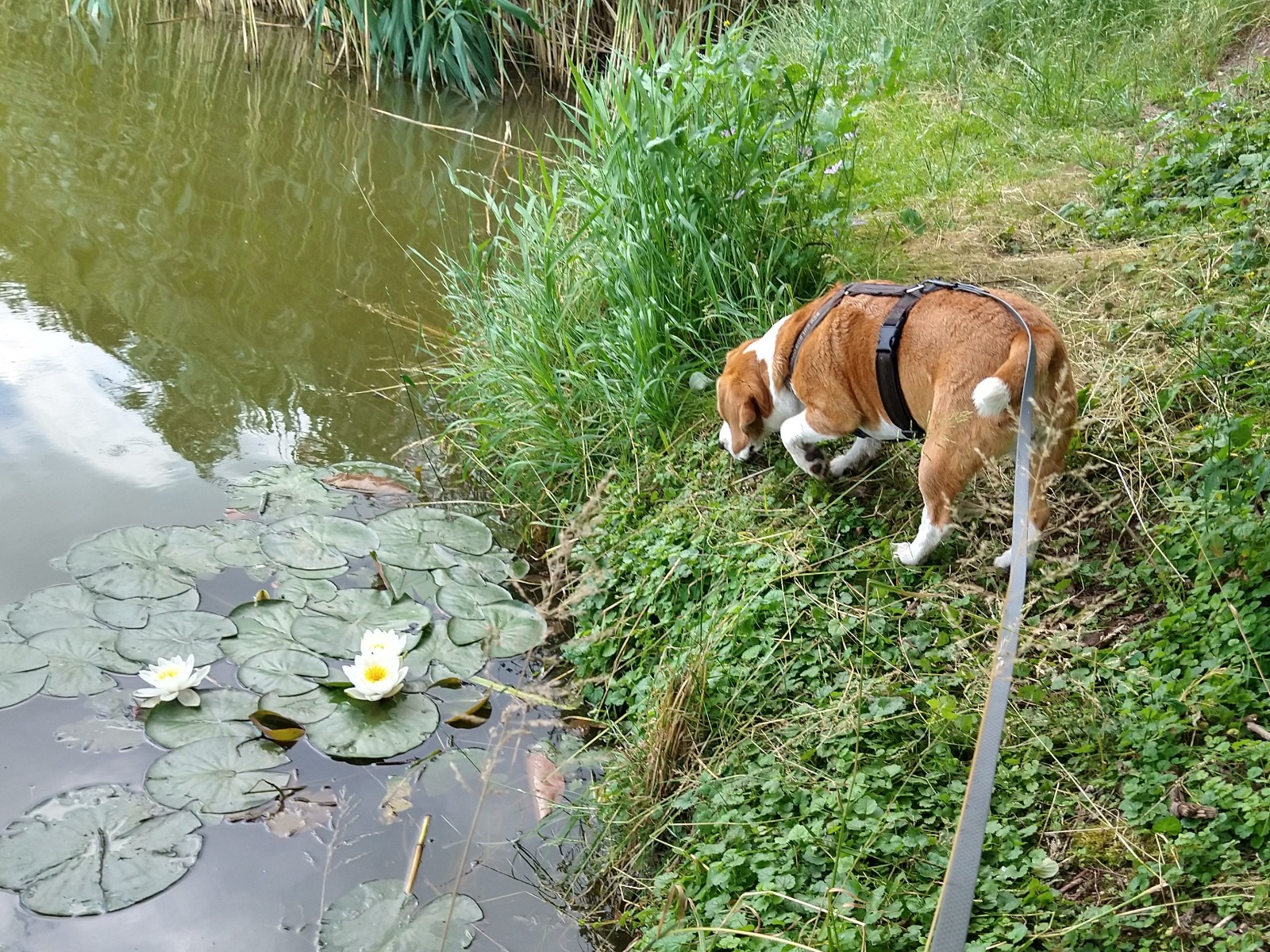Pes CalmDog v exteriéru
